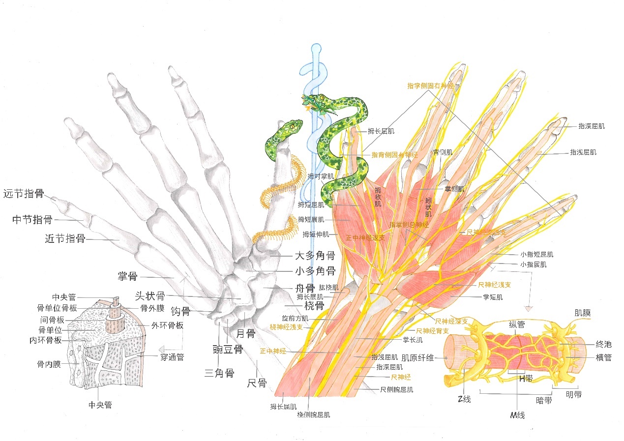 中南大学第三届解剖学绘图大赛圆满收官-基础医学院门户网站